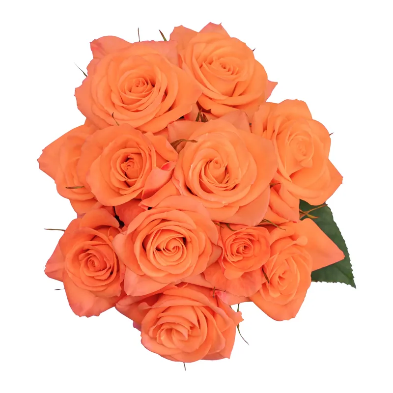 Orange Star