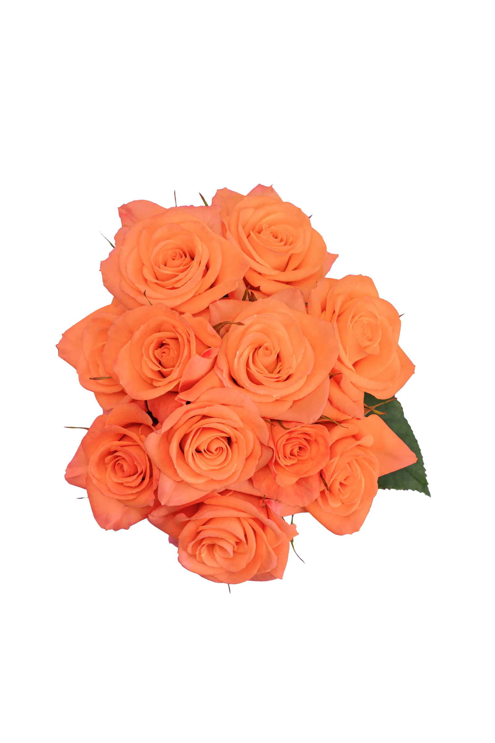 Orange Star