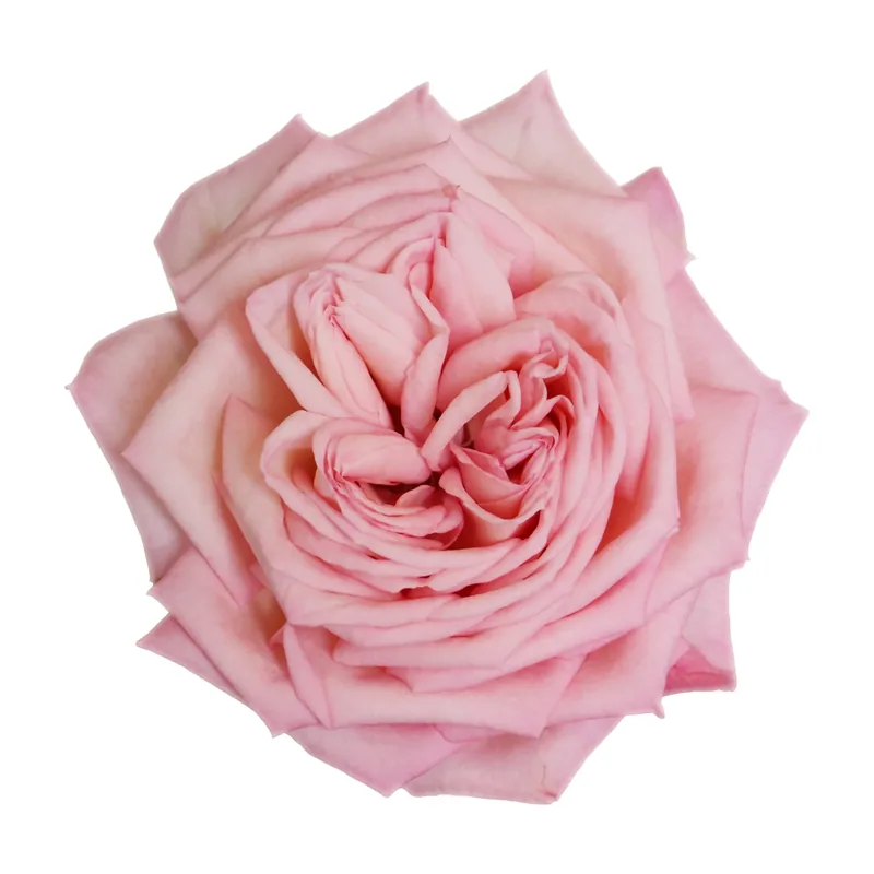 RA Tea Rose