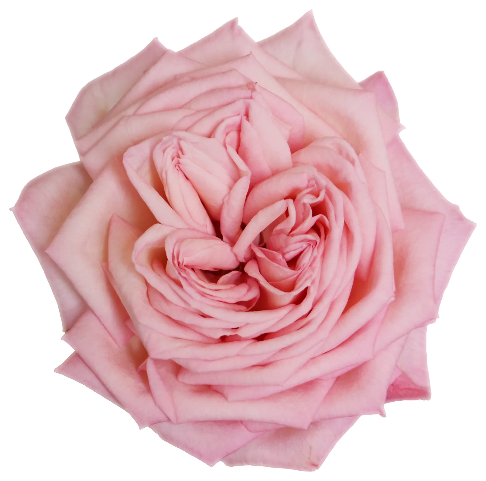 RA Tea Rose