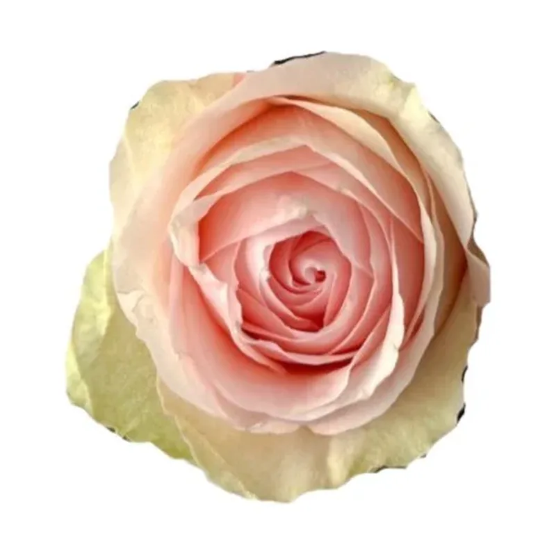 RA® Touch of Pink