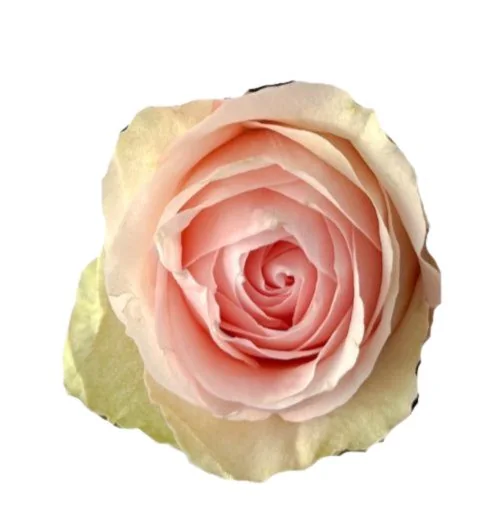 RA® Touch of Pink