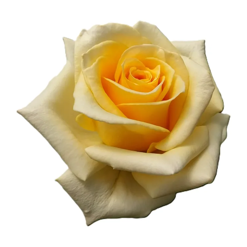 RA® Touch of Yellow