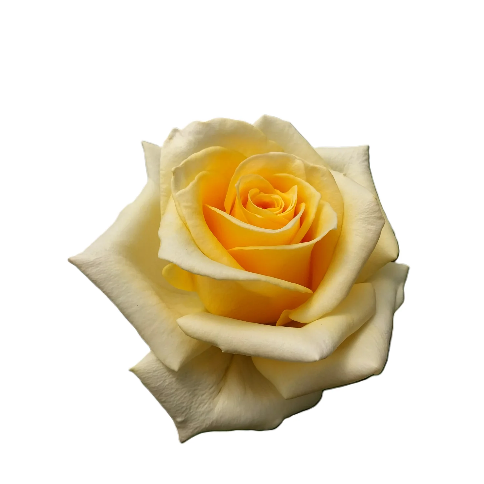RA® Touch of Yellow
