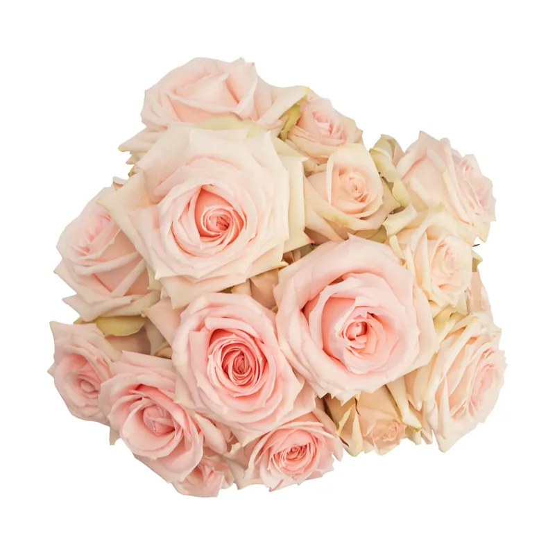 Star Blush