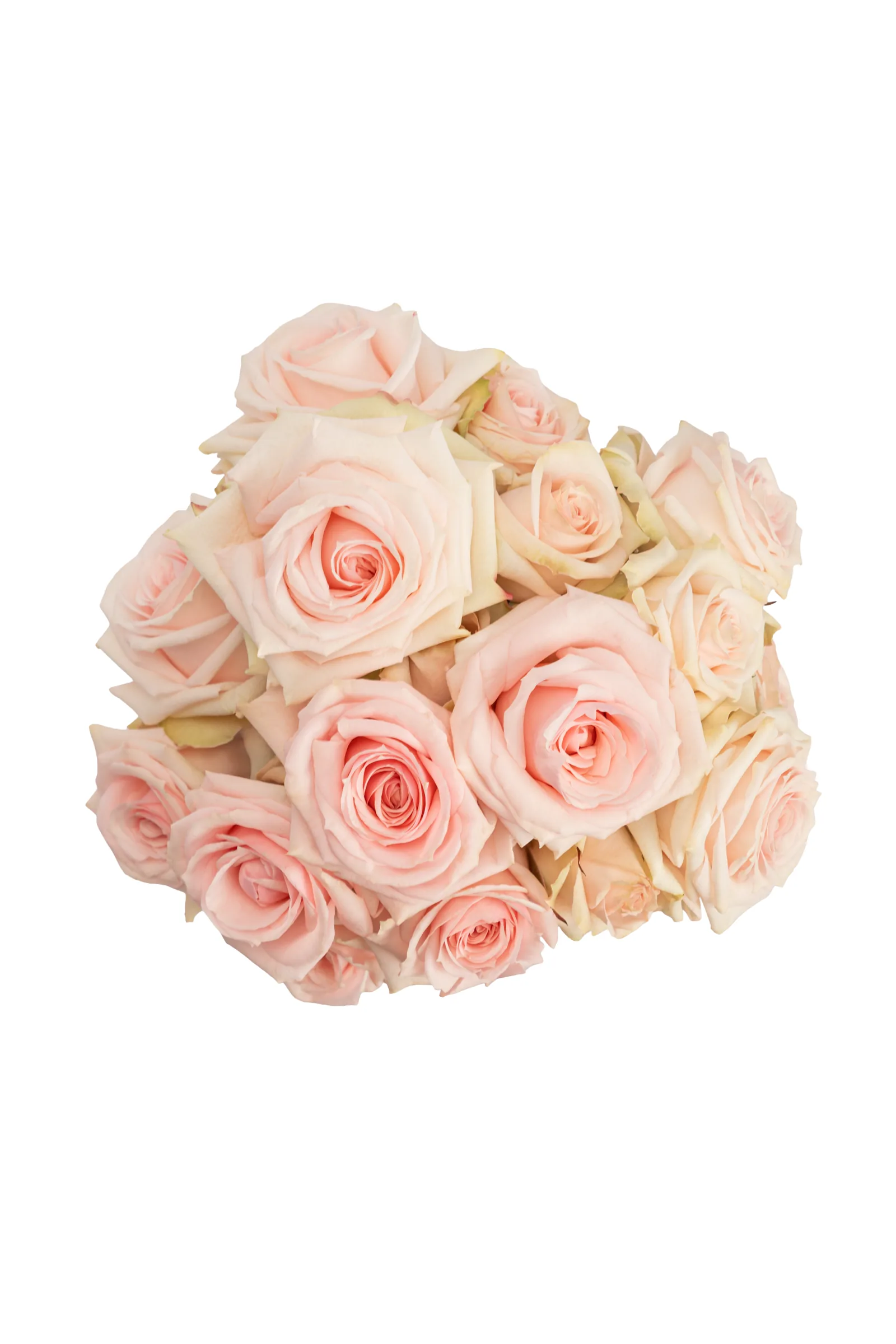 Star Blush