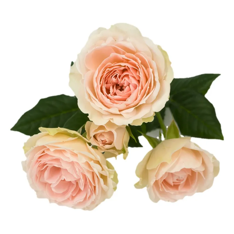 Vintage Pink