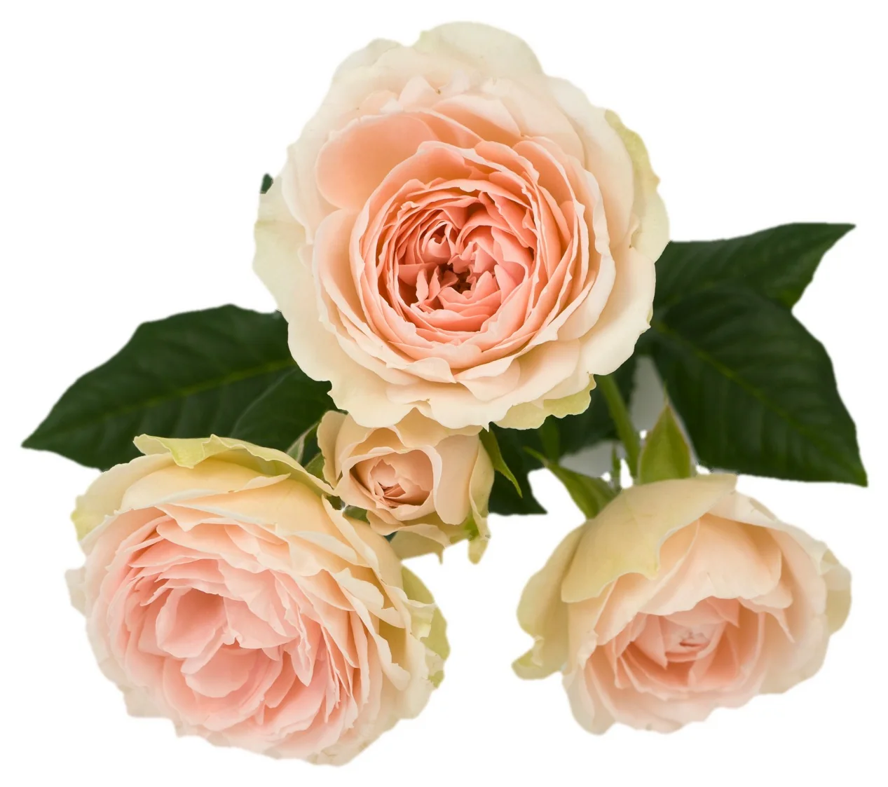 Vintage Pink